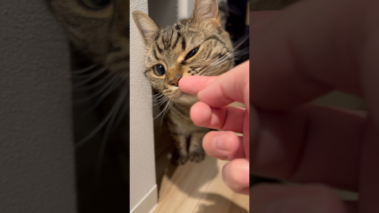 パパ帰宅でｽﾘｽﾘモンスターと化す猫たちwww #shorts #猫 #cat