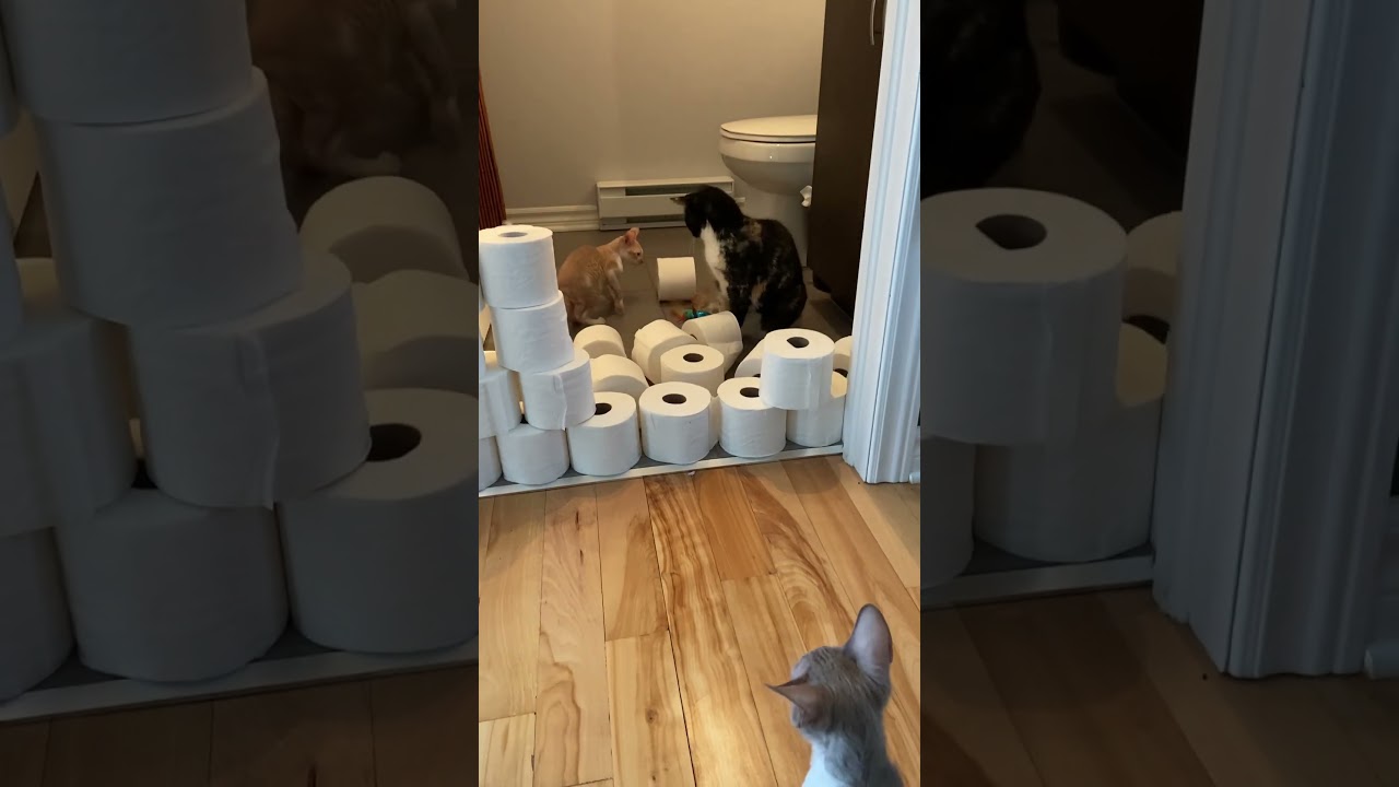 Baby Cornish Rex Cat DESTROYS a Toilet Paper Wall in This Challenge!  #cutecats #shorts #funnyvideo