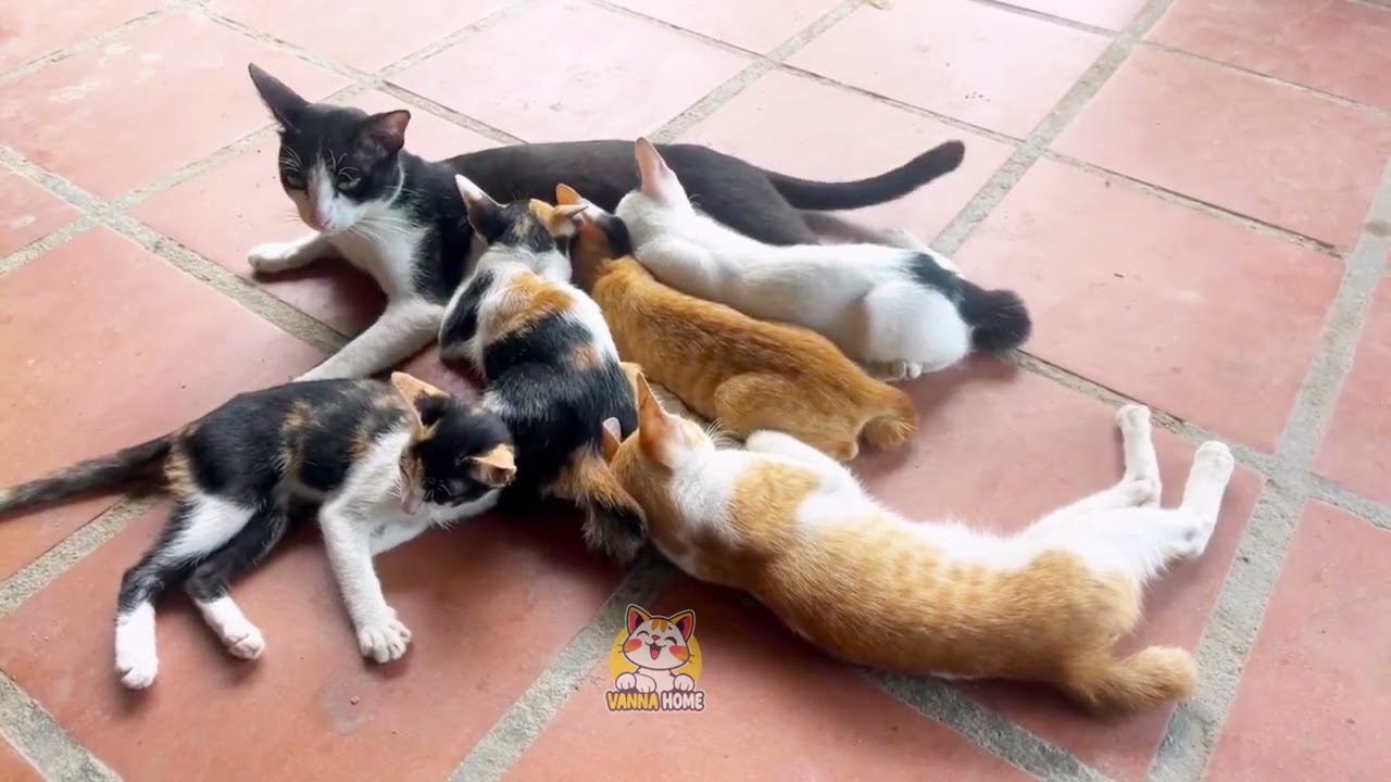 肉球とナップ：子猫と猫の毎日Paws, Naps, and Play The Life of a Kitten and a Cat#猫 (#neko)#猫好き#猫動画#加藤ちゃんが初めての風呂