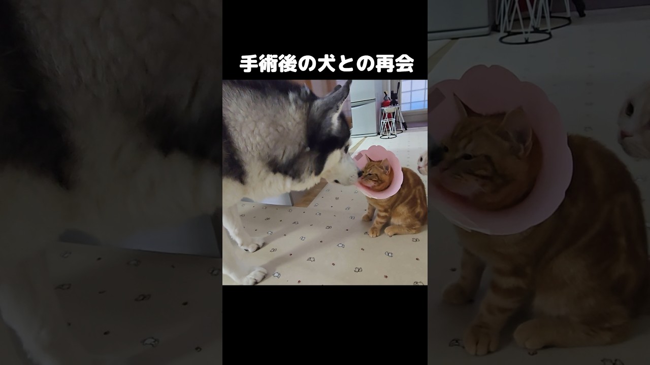子猫の手術後犬との再会に泣けた...#shorts