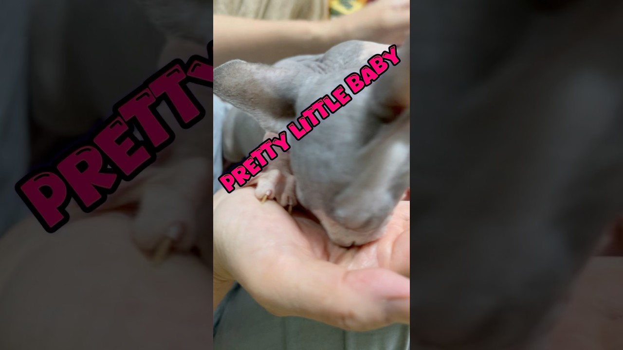 おばちゃんも知らない可愛い🩷スフィンクス猫❣️#shorts #cat #猫 #conniefrancis #sphynx