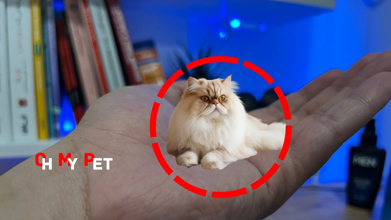 10 smallest cat breeds In The World