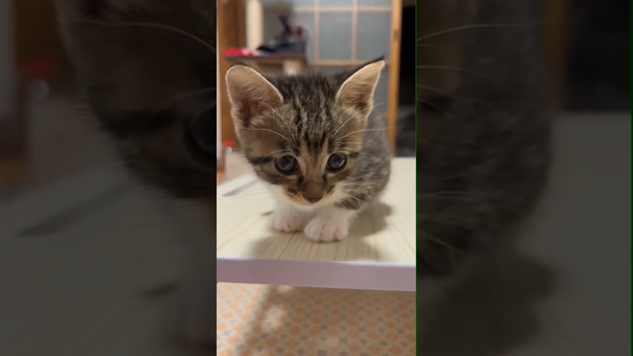 カワイイ顔しないで早くテーブルから降りてくださーい！ #kittey #cat #gatto #kitten #にゃんた #cute #ニャムたん #catlover #gatta #cutecat