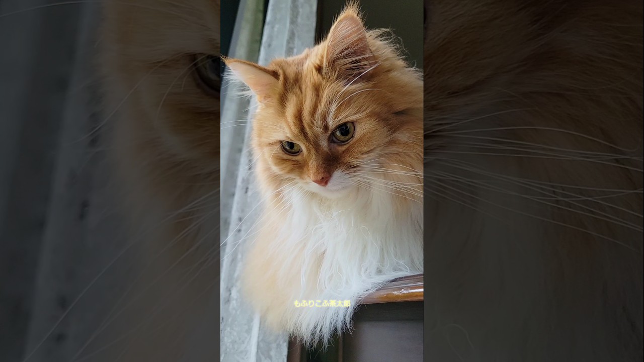 さすがメインクーンと思う瞬間…