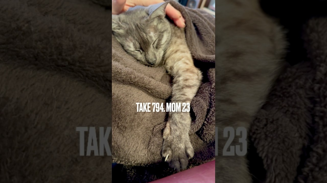 肌寒い日にはママと毛布で#ぬくぬく 最高にゃ❗️#眠り猫 #sleepingcat #egyptianmaucat #エジプシャンマウ #エジプシャンマウスモーク #shorts