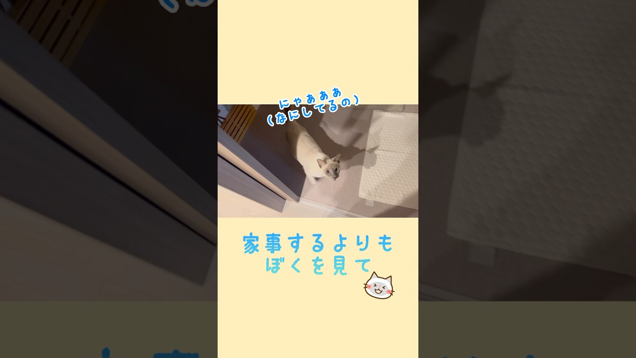 #かわいい猫 #かわいい猫動画 #猫 #ネコ #cat #トンキニーズ #抱っこ #ジャンプ #ジャンプ抱っこ #キャットホイール