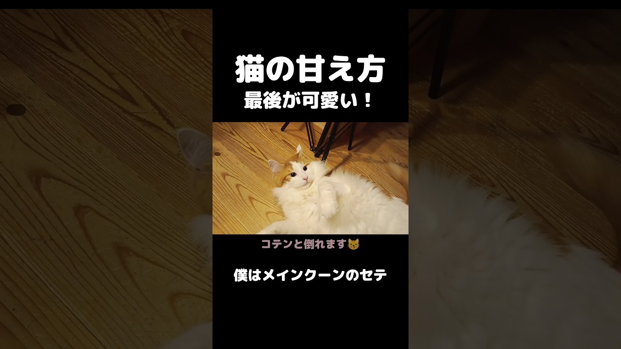 でっかいけど甘えん坊 #猫のいる暮らし #猫 #メインクーン