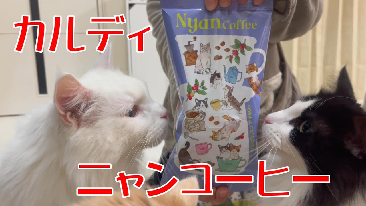 カルディのニャンコーヒーのご紹介