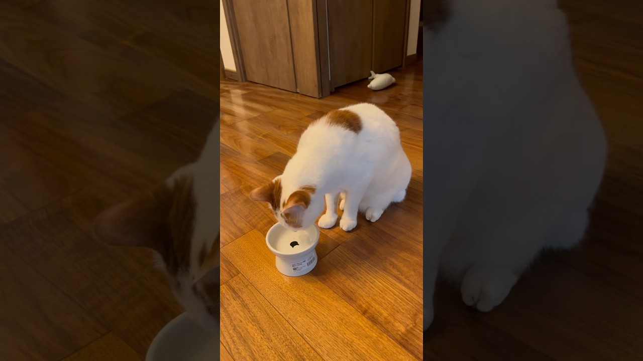 満足した時の行動が可愛すぎる#cat #日本猫 #保護猫