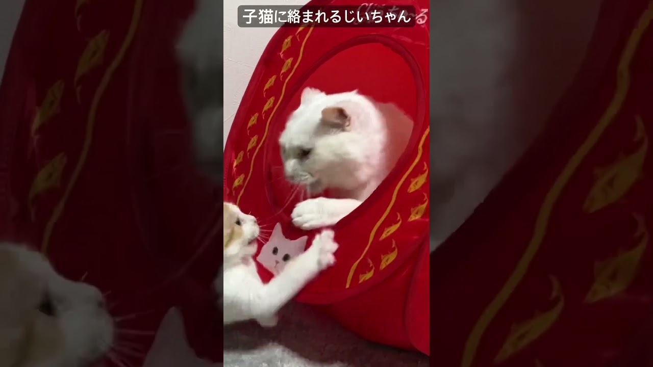 子猫に絡まれて相棒に八つ当たりするじいちゃん猫   #cat #kitten #猫 #子猫 #ねこ #こねこ #保護猫  #cute  #猫のいる暮らし #shorts