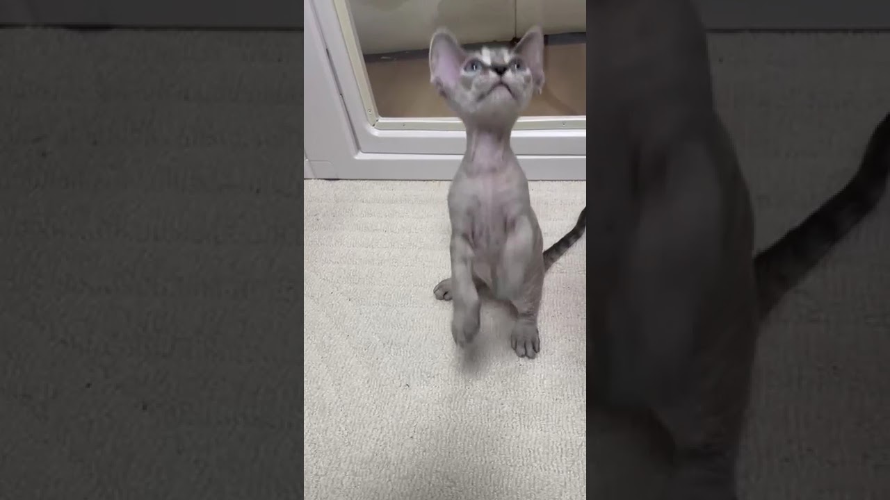 可愛いお顔のデボンレックス　ホワイト（くるくる巻き毛）