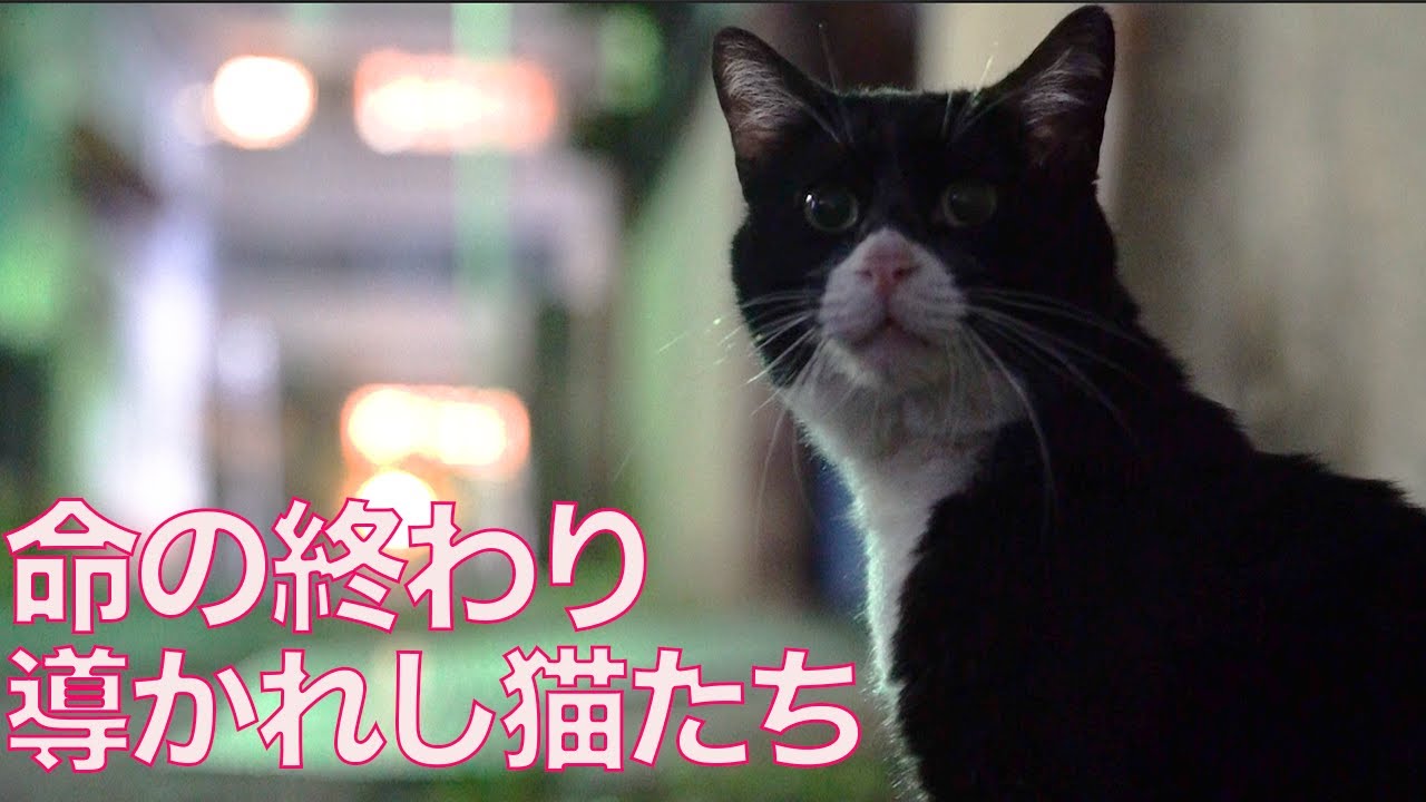 命の終わり、導かれし猫たち My fatal cats.