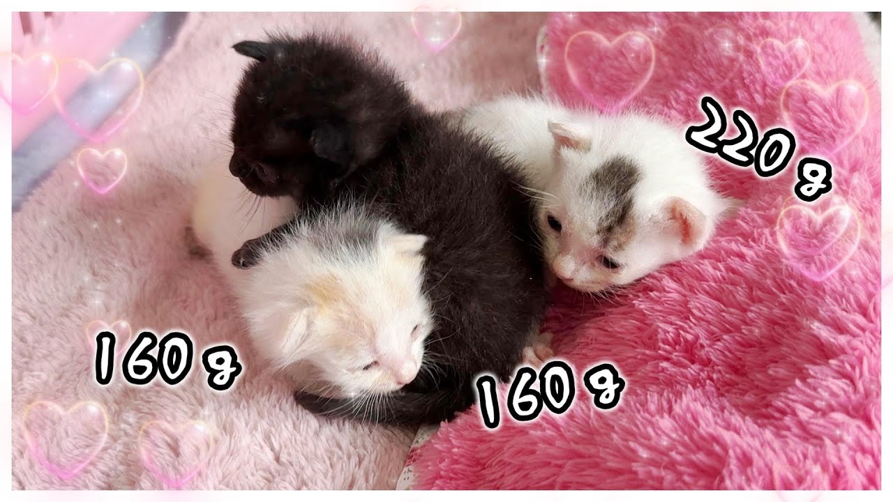 病院の駐車場で保護された3子猫。まだ緊張しているようだ。2025年はじめてのミルボラ【保護猫生活1日目】第１部
