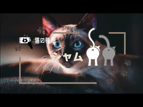 【シャム】