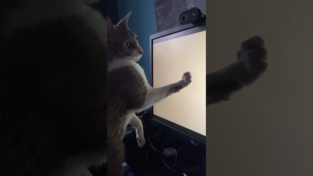 POV Your Cat’s About to Break Your Monitor 😂#shorts