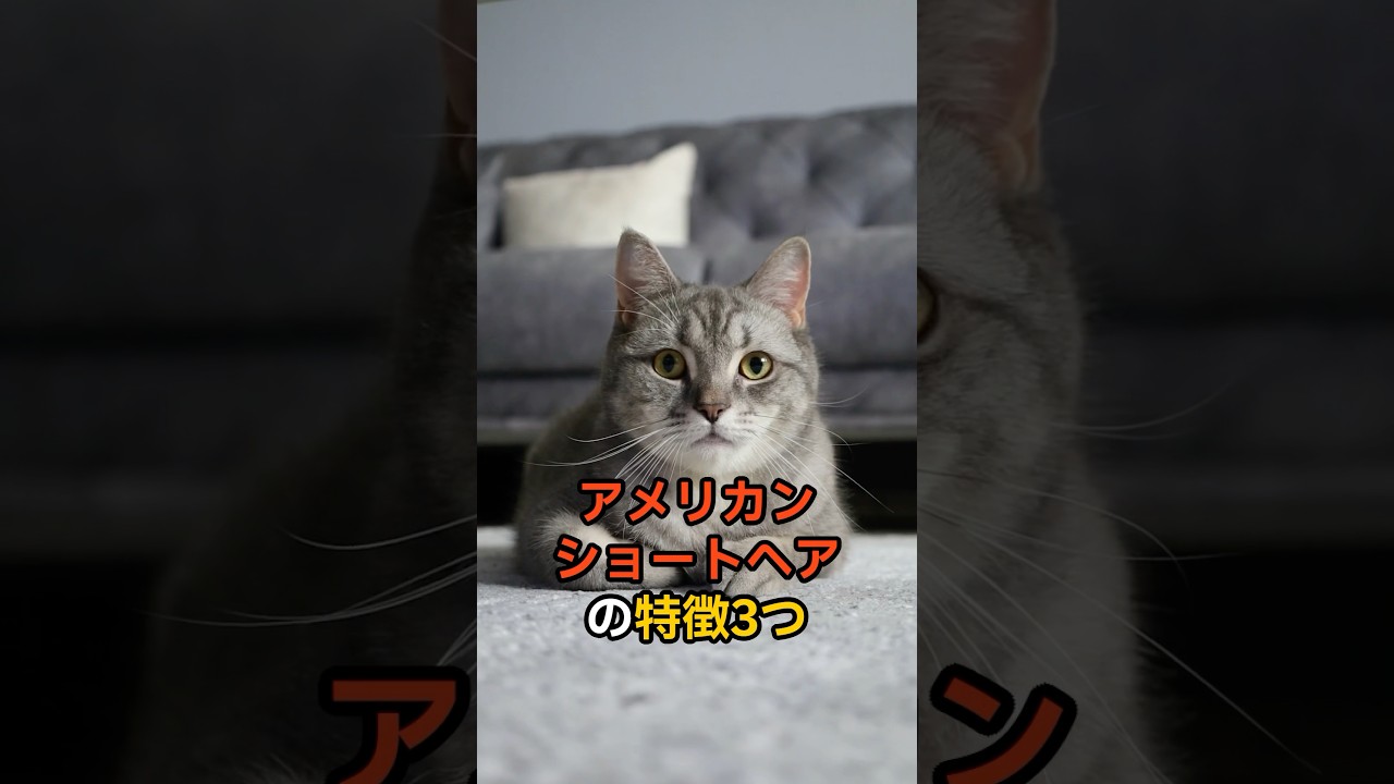 猫【種類別特徴】アメリカンショートヘアの特徴3つ🐈#アメリカンショートヘア #アメショー #アメショ #猫 #猫のいる暮らし #cat