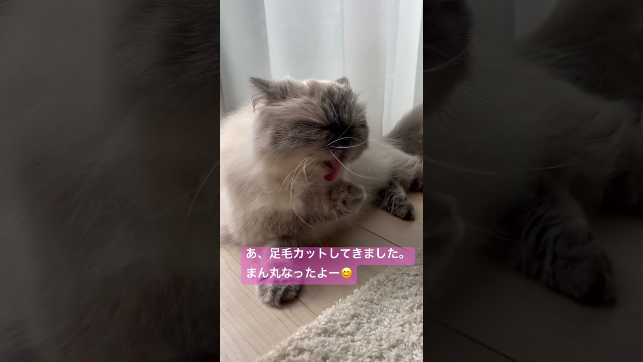 ヒマラヤンのマーベル🐈🐾 今週もがんばるぞっ！✊ ̖́- #cat #猫のいる暮らし #猫好きさんと繋がりたい # #music #shorts