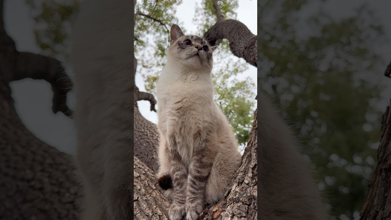 This is Happiness ❤️ #cat #catlovers #cute #foryou #lynxpointsiamese