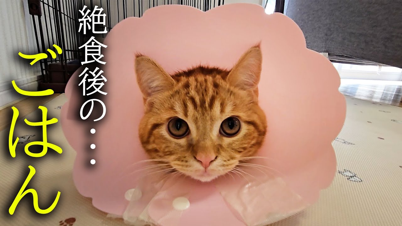 絶食で腹ペコの子猫にごはんをあげたら大変なことに...