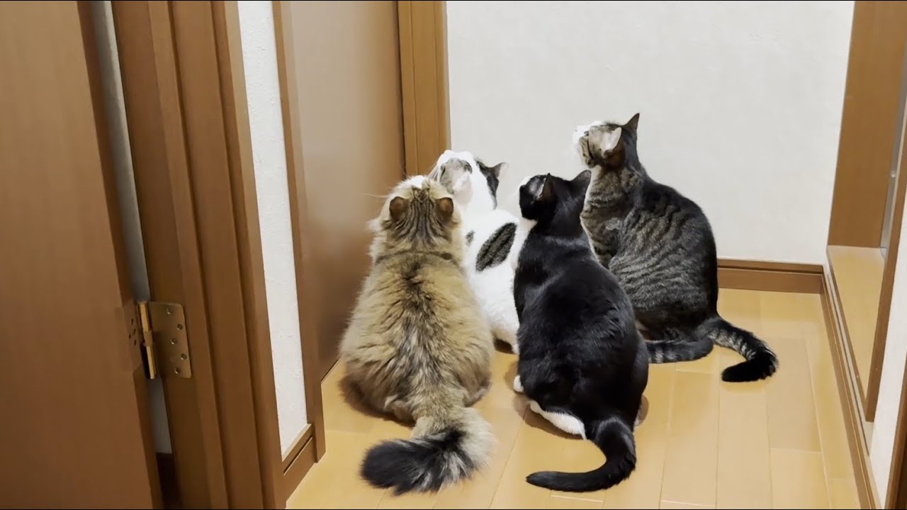 扉の向こうに子猫がいてるとは全く知らない猫