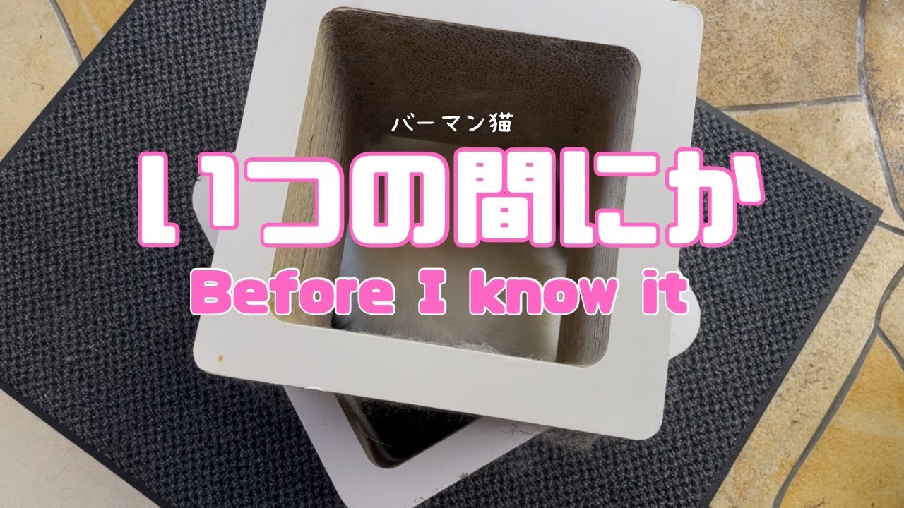 バーマン猫ラフ【いつの間にか】Before I know it（バーマン猫）Birman/Cat