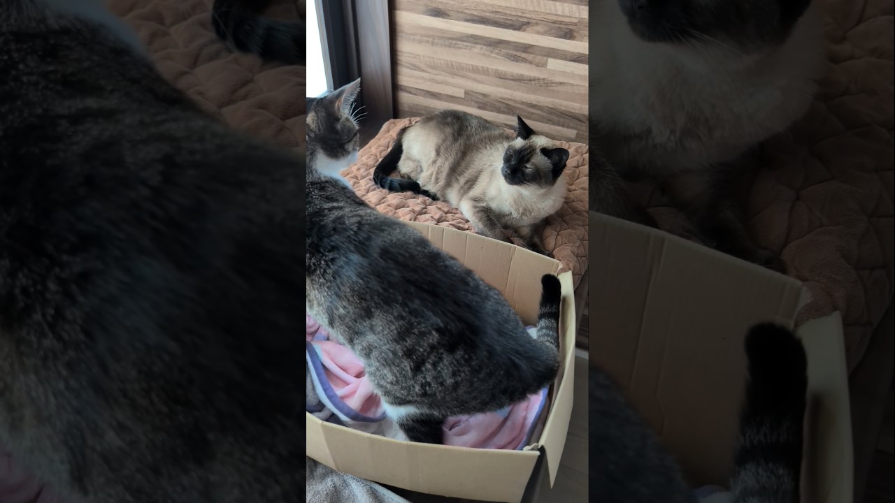 逃げられたシャム猫😺 - Cats Punch - #shorts #cat