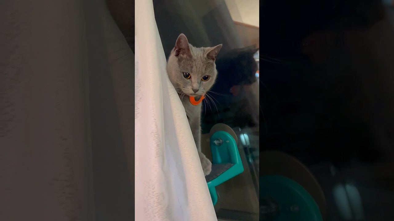 三年目ありがとうのつむやま〜【シャルトリューつむやまのポケビのうた日記】 #chartreux #シャルトリュー #猫 #ねこ #ネコ #cat #ポケビ #ポケビのうた #ありがとう