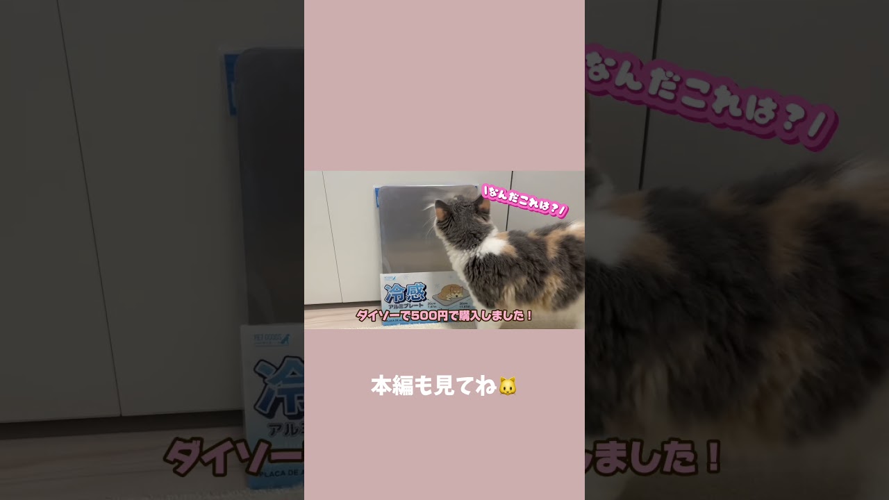 DAISOひんやりグッズ　#shorts #cat #子猫  #スコティッシュフォールド #ダイソー