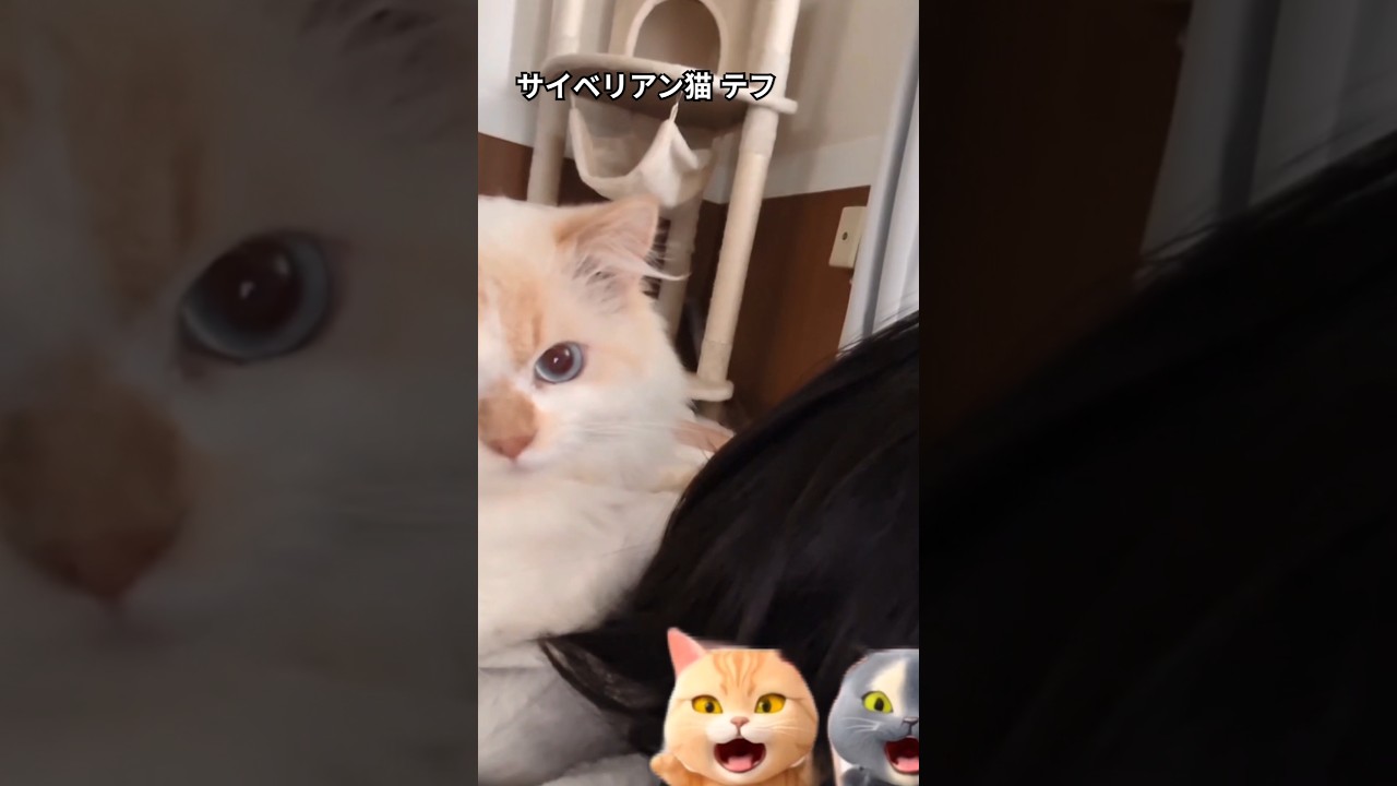 髪の毛大好き♥️#shorts #サイベリアン#cat
