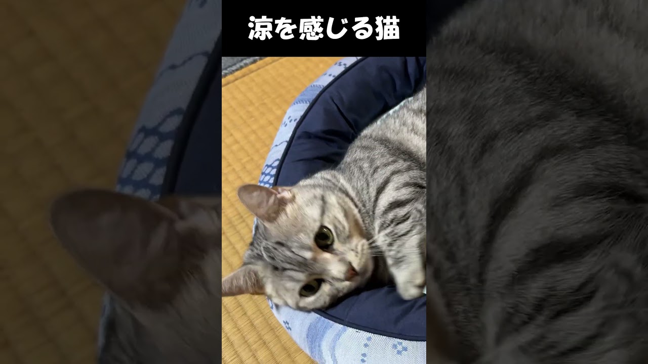涼を感じる猫　#猫 #ねこ #マンチカン #短足マンチカン#ねこのいる生活  #cat #munchkin #shorts #short #猫のいる暮らし
