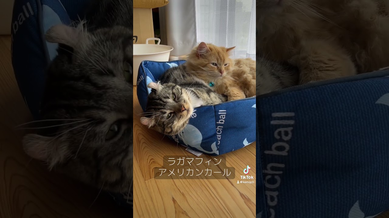 【うちニャン】　#ラガマフィン　#アメリカンカール　#猫のいる暮らし
