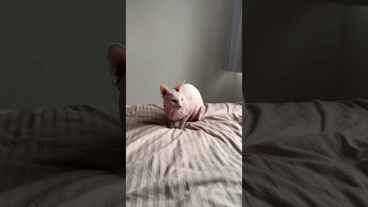 しっぽがくるんの毛のない猫【スフィンクス】