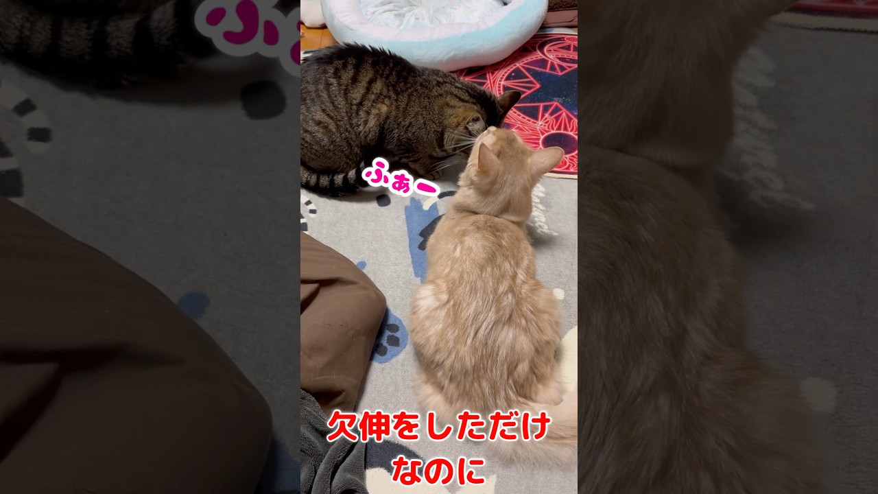なんで😅#shorts #猫#キジトラ#ソマリ
