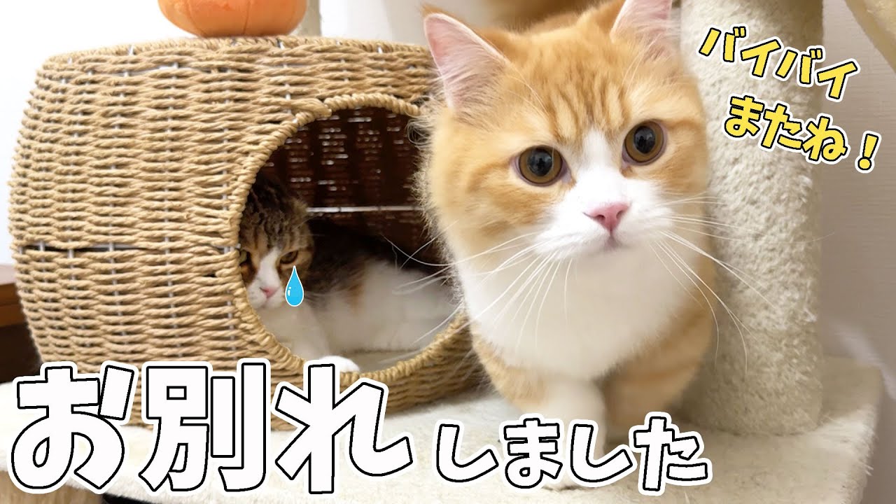 大好きな子猫たちとお別れすることになった親子猫！