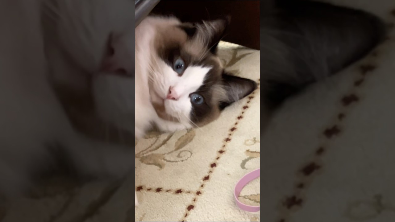 この生き物は？　#猫  #cat  #ラグドール
