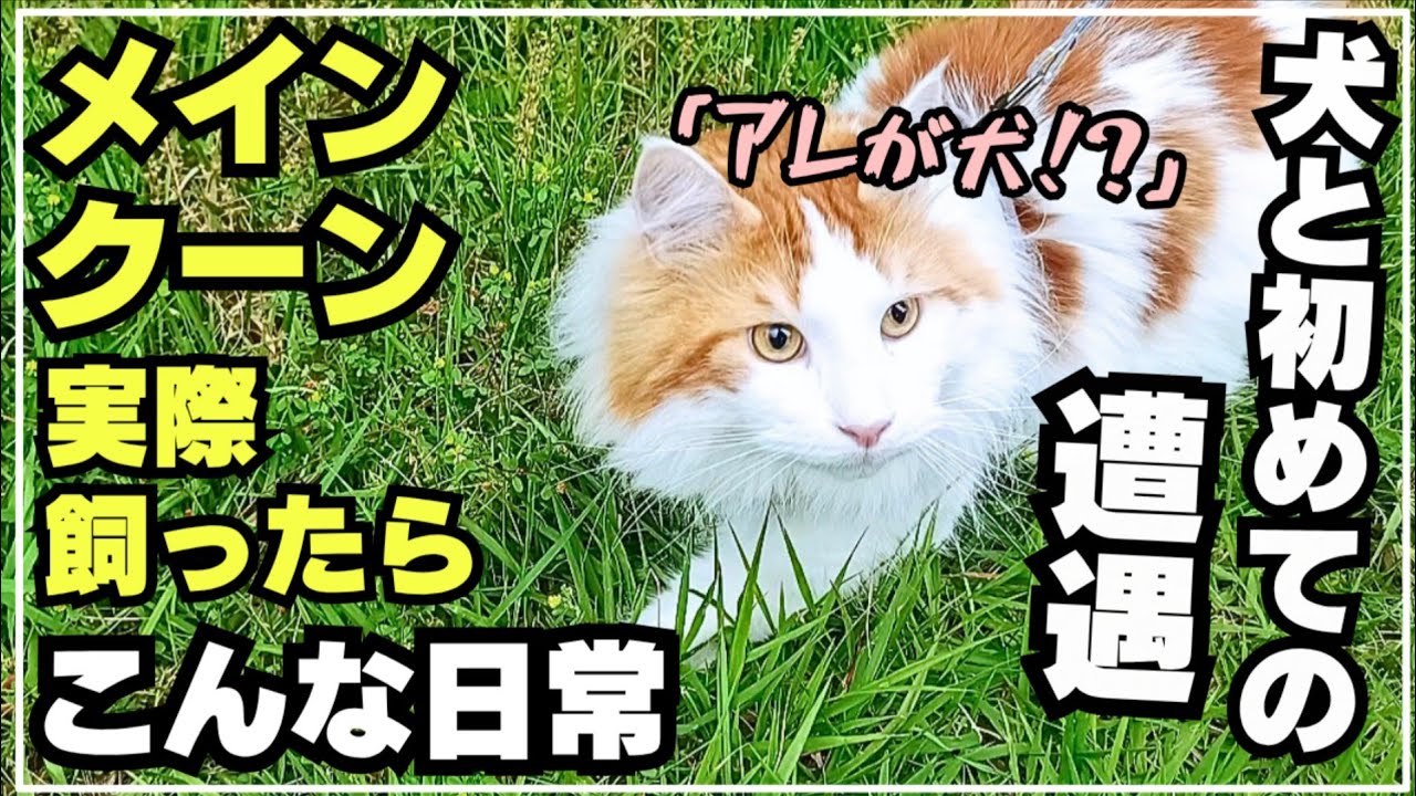 大型猫メインクーン、猫生初の犬と遭遇。反応が意外過ぎた！