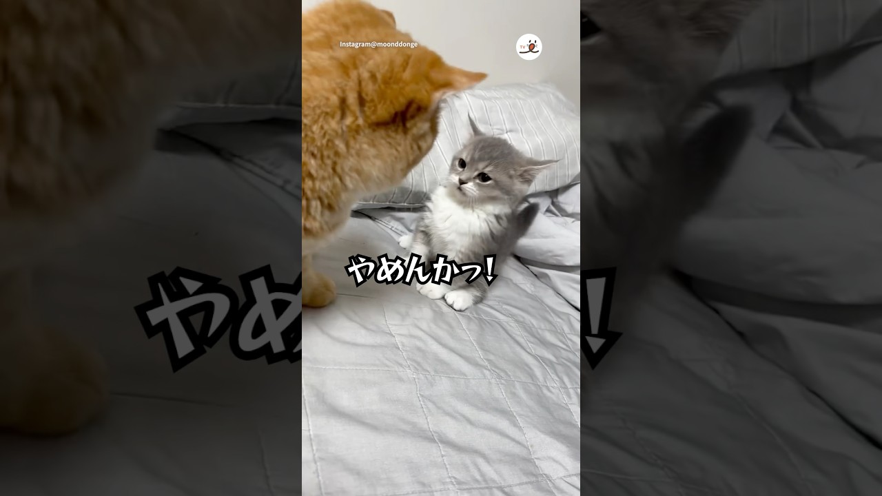 反省ゼロの子猫｜PECO