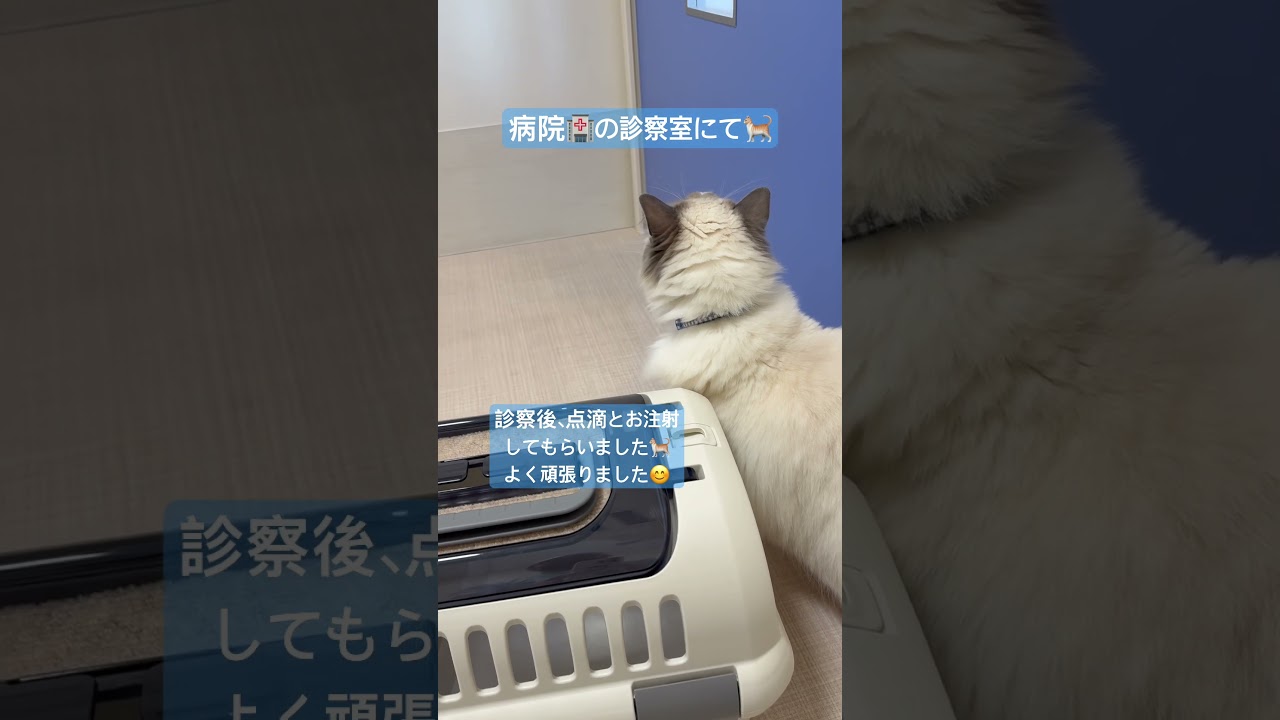 いっぺい夏バテか？ #いっぺいdialy #ラグドール #猫のいる暮らし #猫好きさんと繋がりたい
