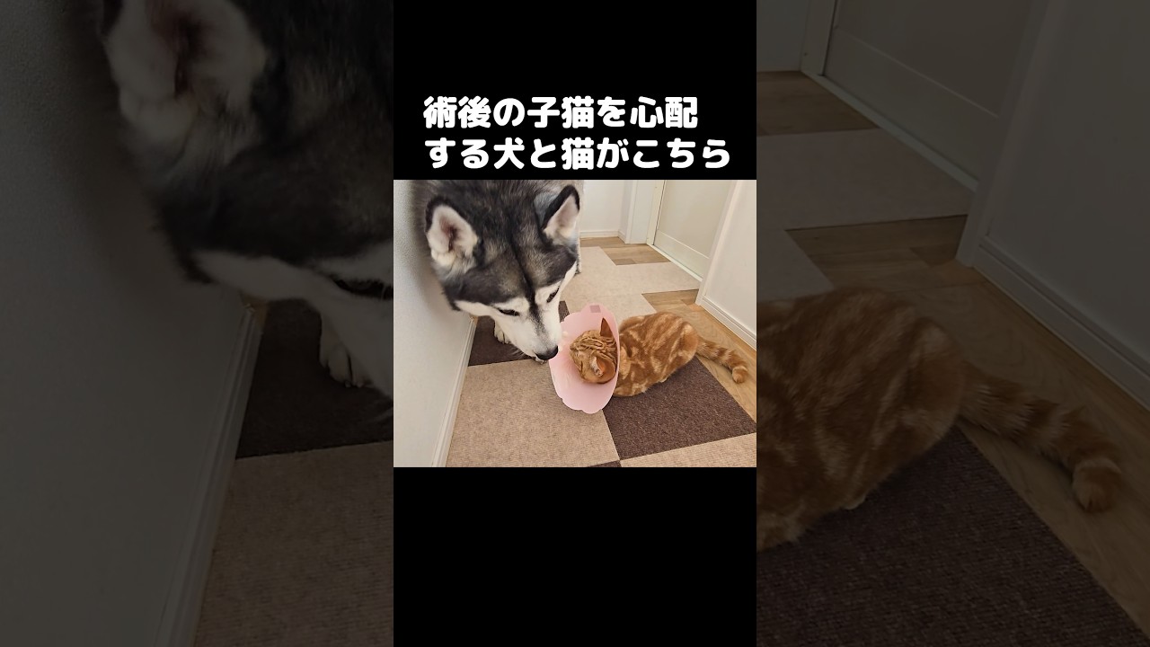 手術後の子猫を心配する犬と猫がこちらです...#shorts