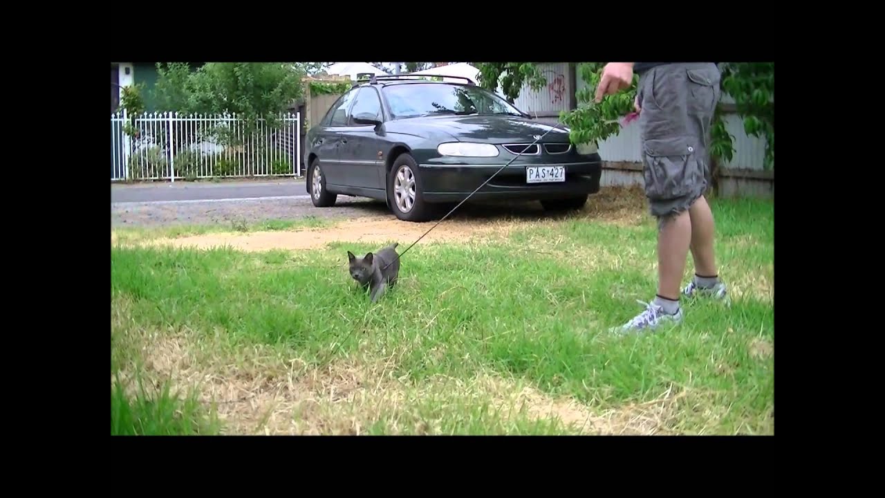 Kato the Korat Cat sprinting outdoors