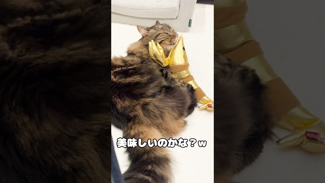 金のエビに夢中【マンチカンのアーサー】 #Shorts