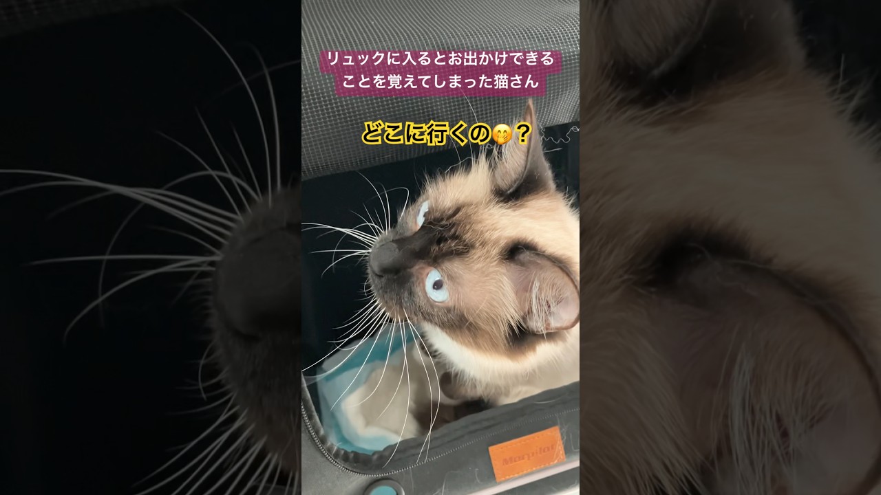 お出かけ準備万端な猫さん #ragdolls   #cats #cutecat #shorts #ラグドール #猫のいる暮らし #猫動画 #ショート