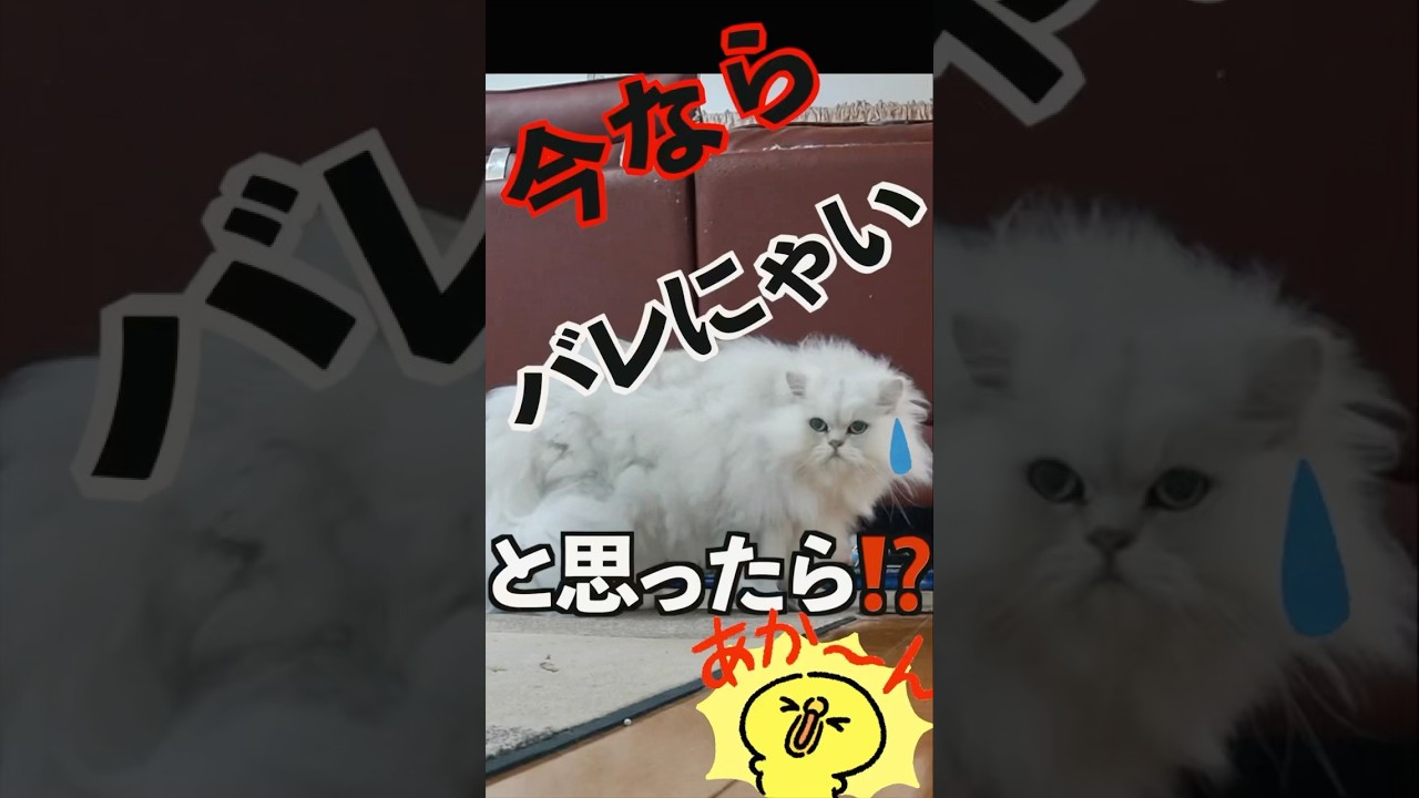 妹猫の見張り能力‼️妹ハンターの制裁が炸裂！　#ペルシャ猫 #猫好きさんと繋がりたい #猫 #cat