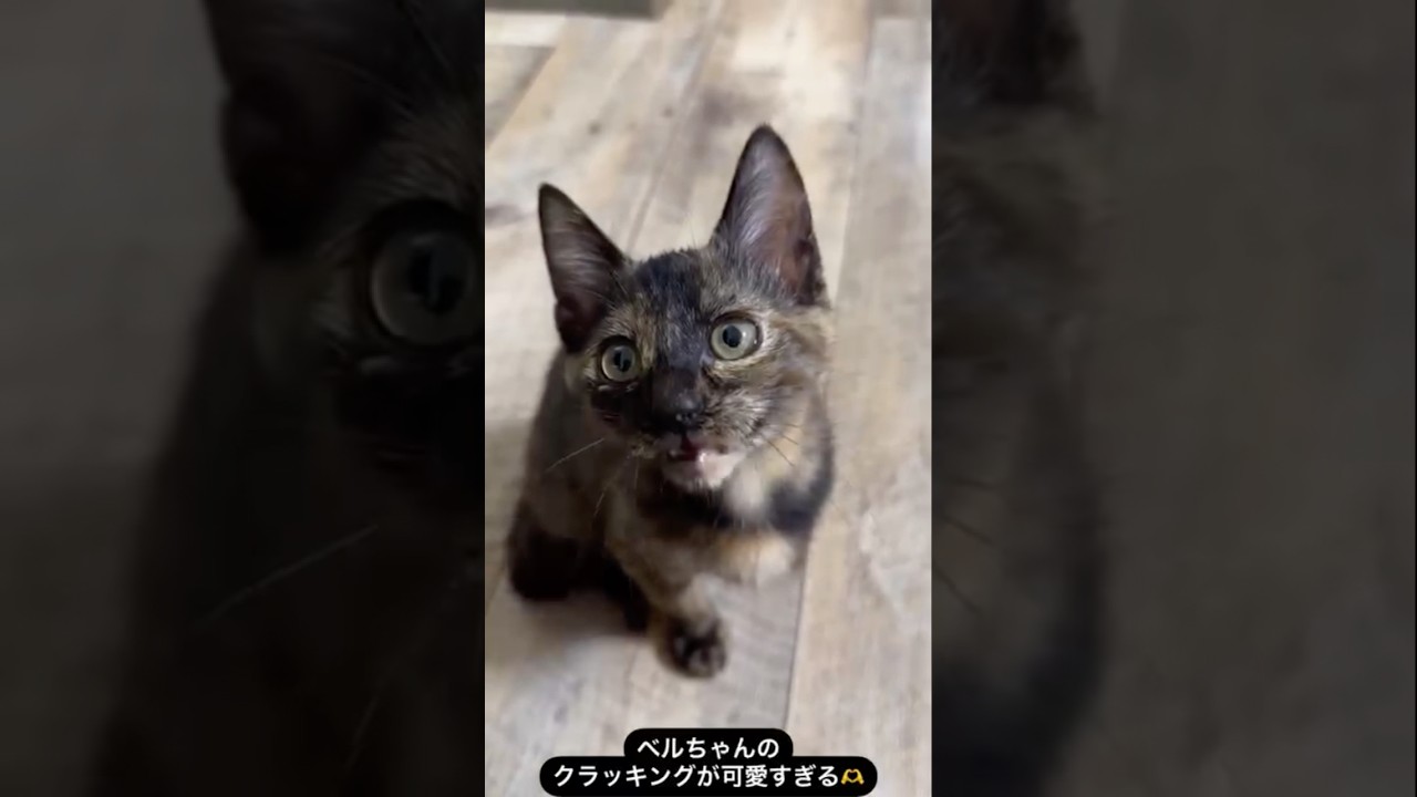 クラッキングする子猫　#保護猫 #子猫　#kitten