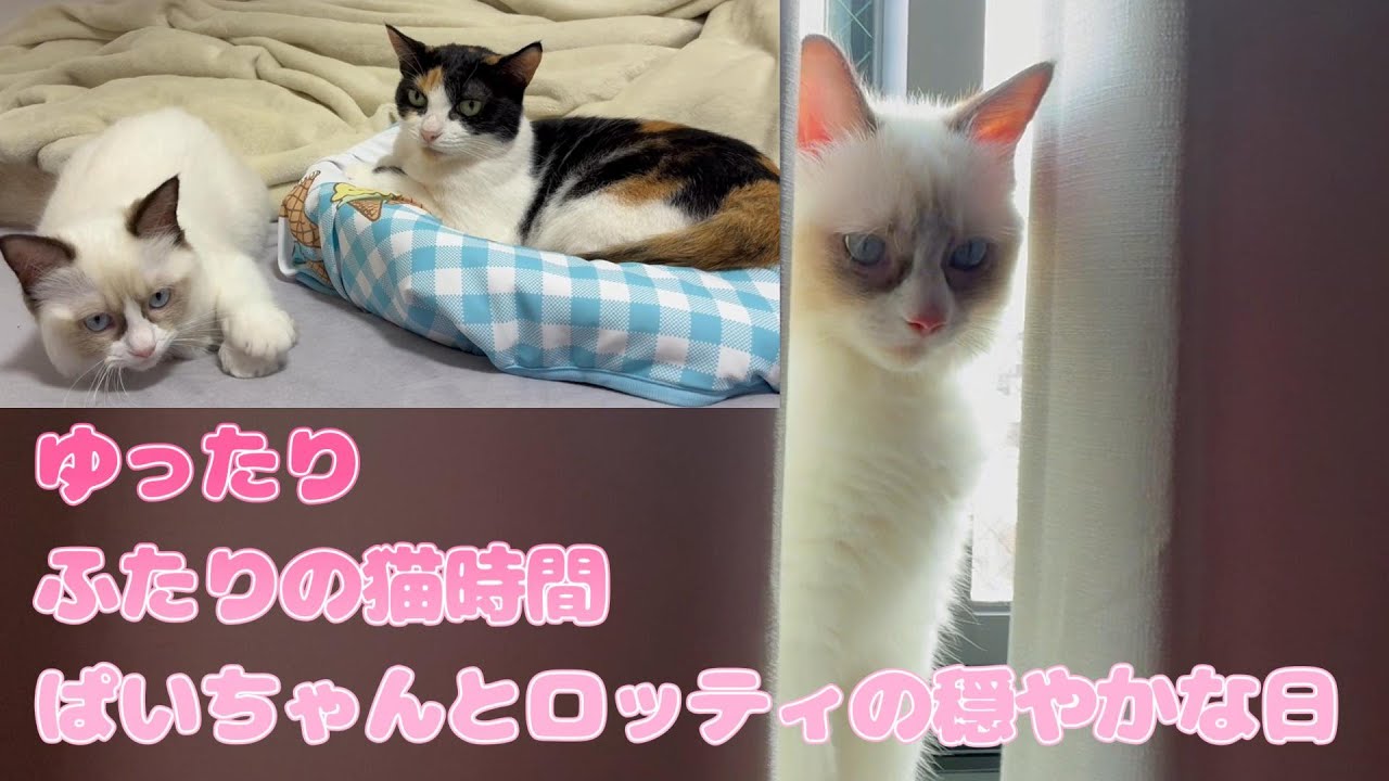 ゆったり、ふたりの猫時間。三毛猫とラグドールの穏やかな時間