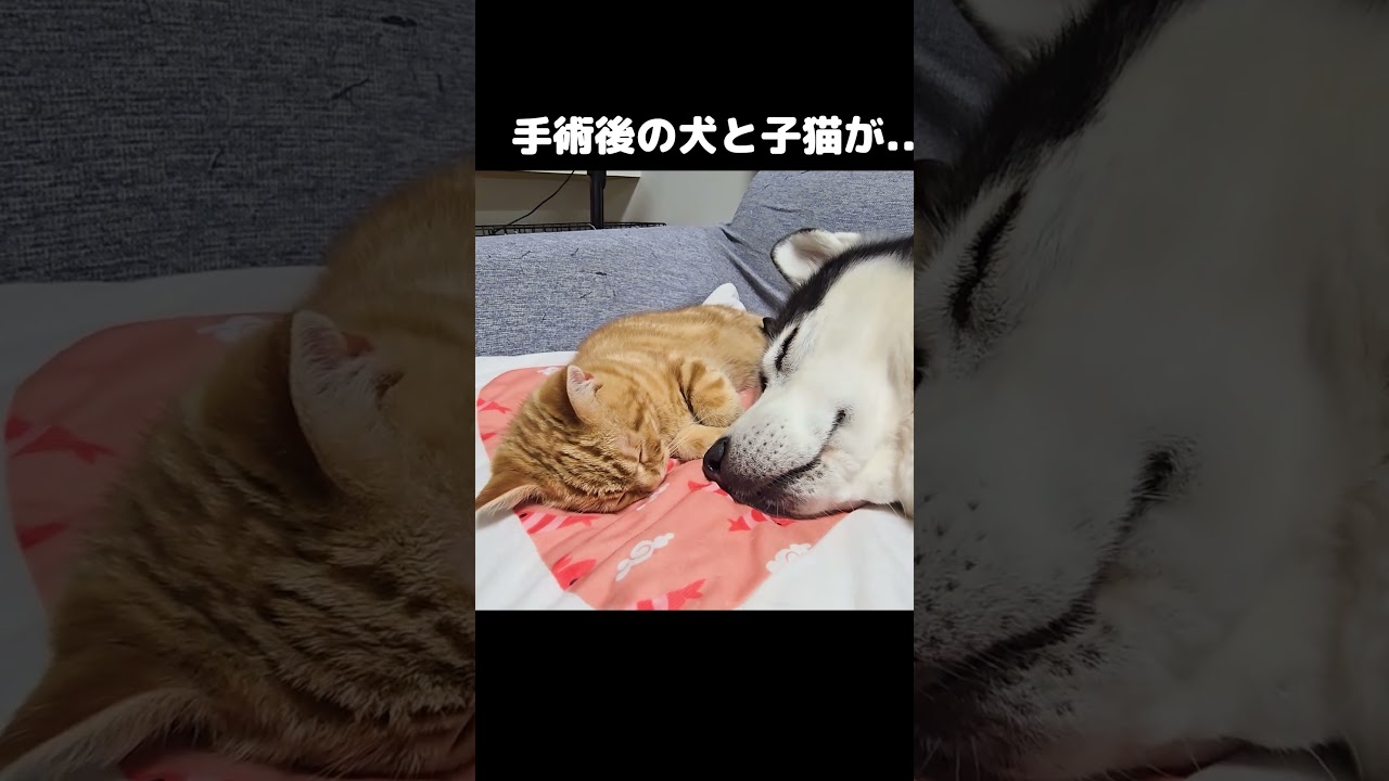 手術後の子猫にずっと付き添うハスキー犬が優しい...#shorts