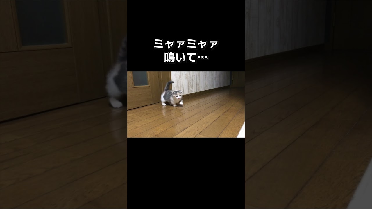 お迎え初日、子猫の鳴き声が切ない【短足マンチカン】