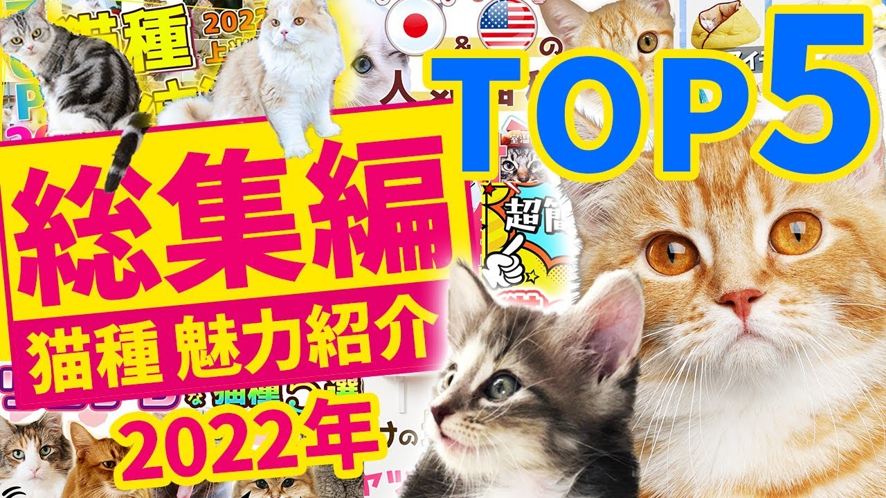 【総集編】2022年猫種ランキングTOP５をまとめてご紹介！