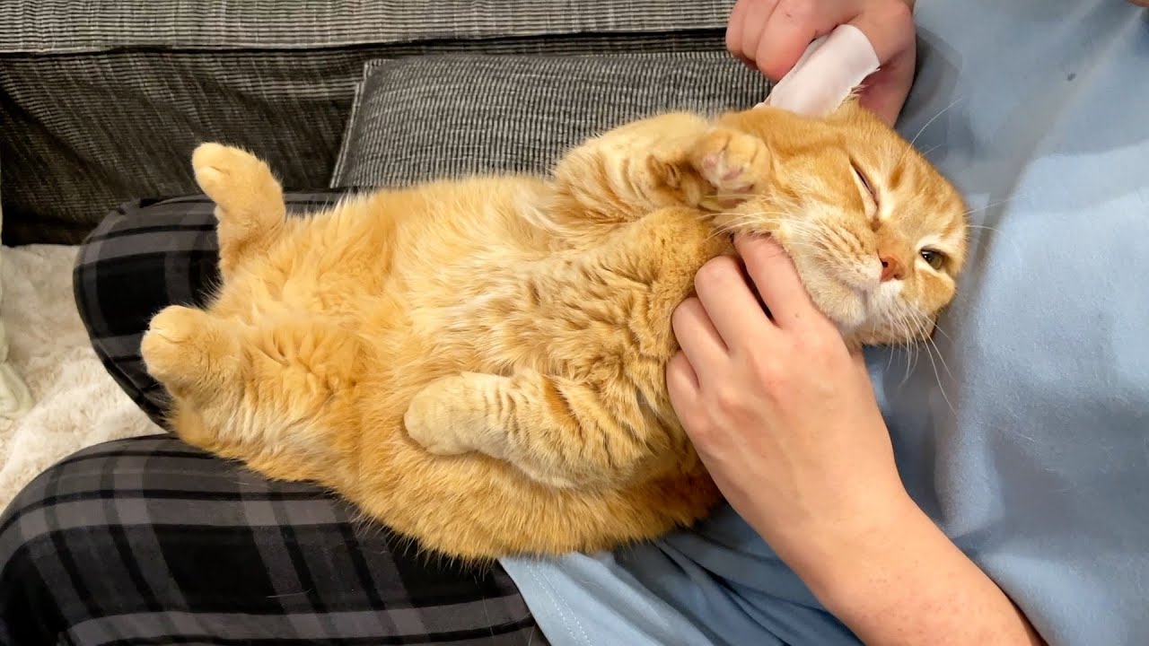 自分で耳そうじしてる気になってる猫が可愛いw