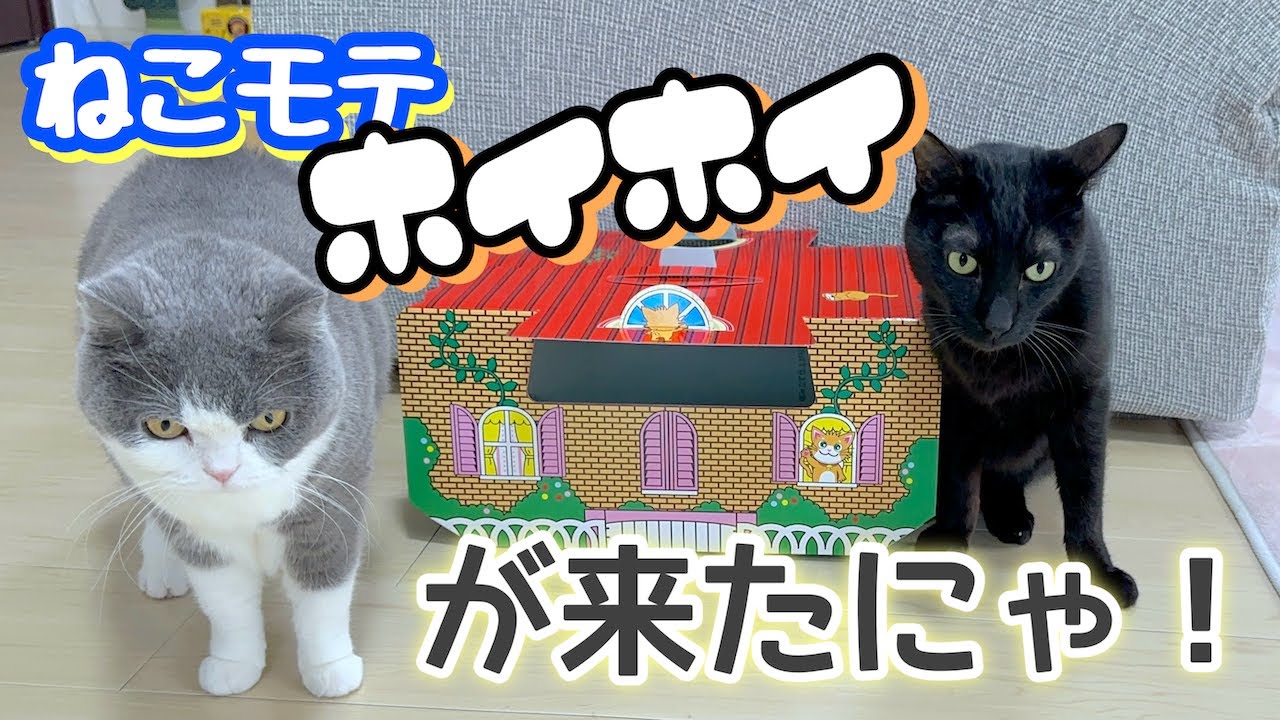 ねこモテ「ホイホイ」が来たにゃ❣️梅子の部屋チャンネル